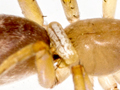 Schizopyga frigida